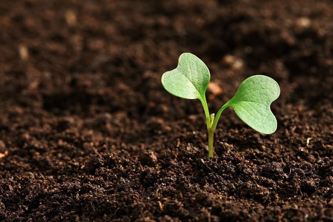 Impulso al sector agrícola hondureño: Ficohsa y USAID unen fuerzas para apoyar a pequeños y medianos productores